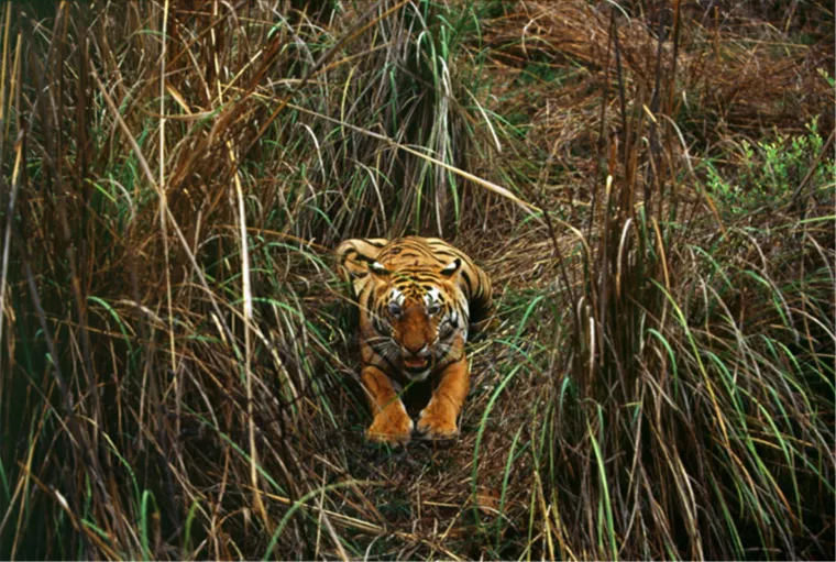 十二属相的年龄表 十二生肖配对表年龄