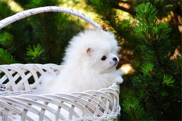 970年属狗未来5年运势