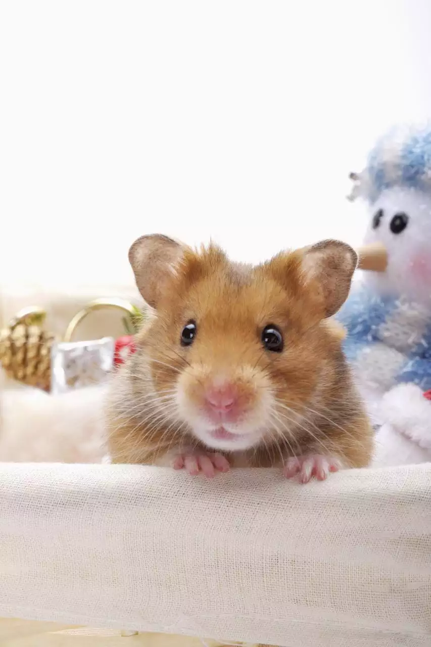 022年运程生肖鼠