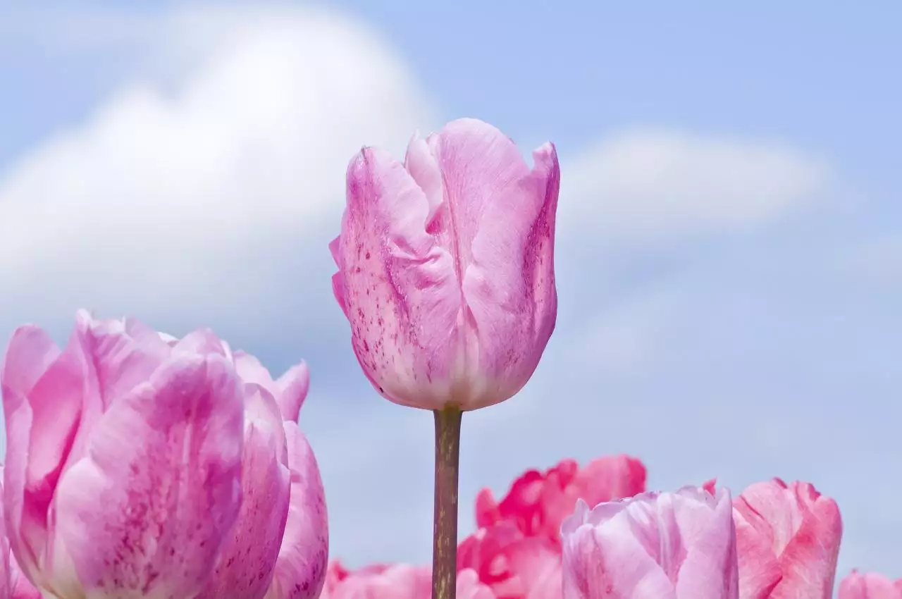 算命免费生辰八字财运 免费查一下自己的财运如何