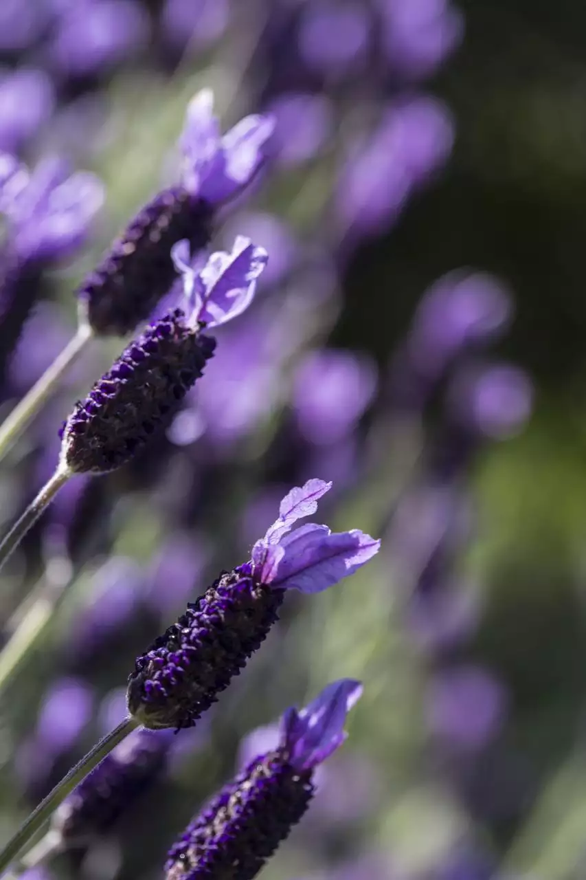 免费算最近一个月运势 2022年紫微流年运程