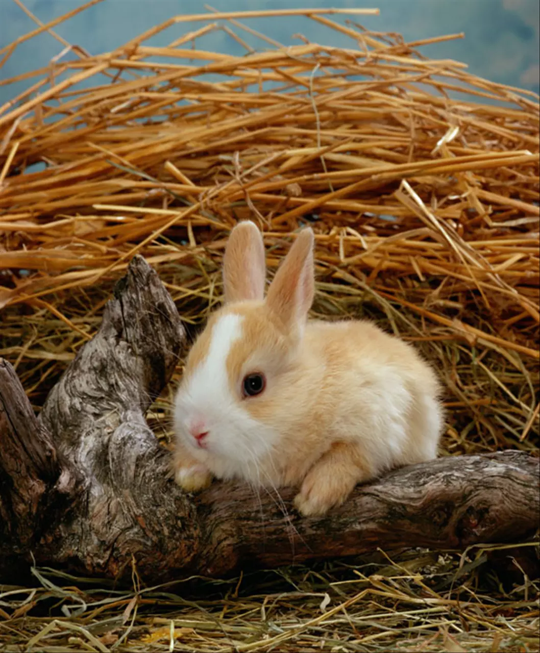 生肖运势天天看每日运势查询 属猪人2022年整体运势