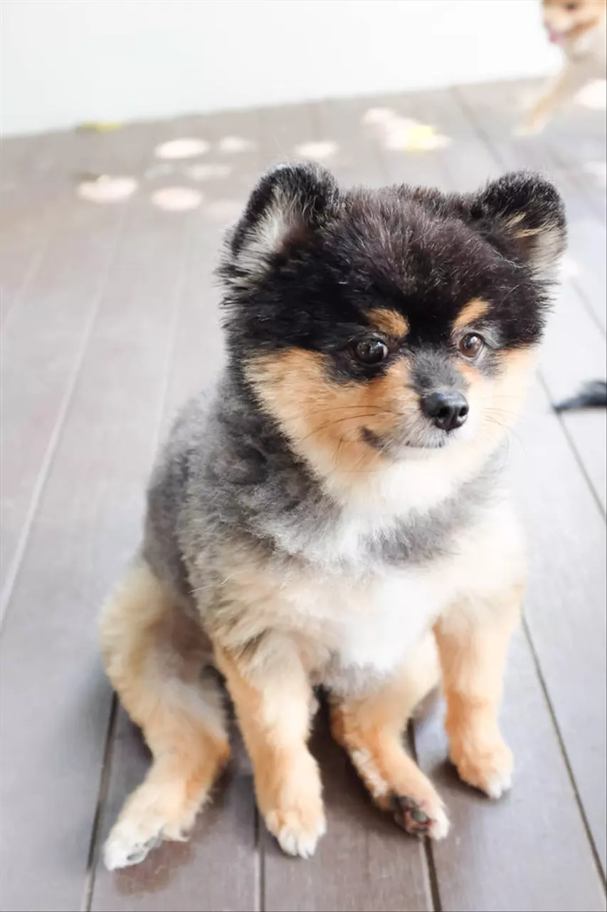 狗狗的死亡都是注定好的 狗狗去世投胎成宝宝