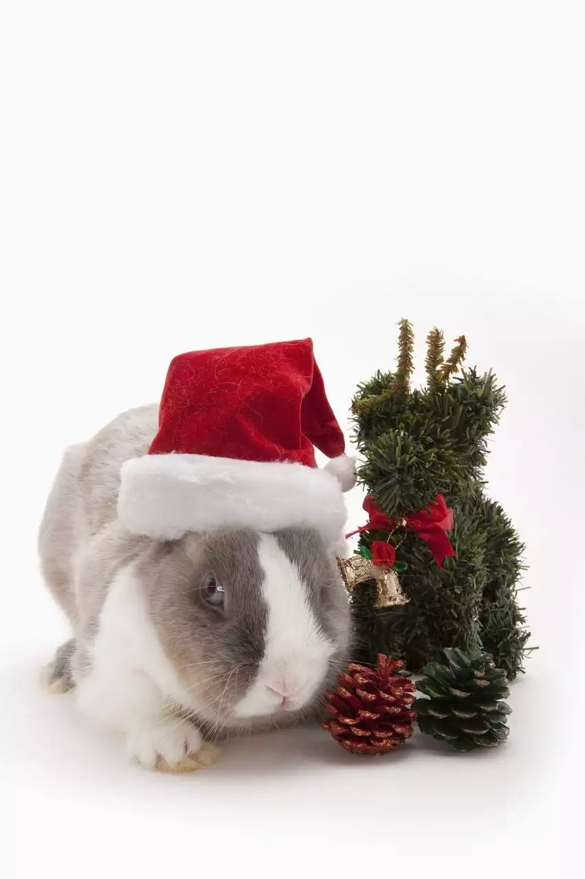 023年兔年不宜添丁