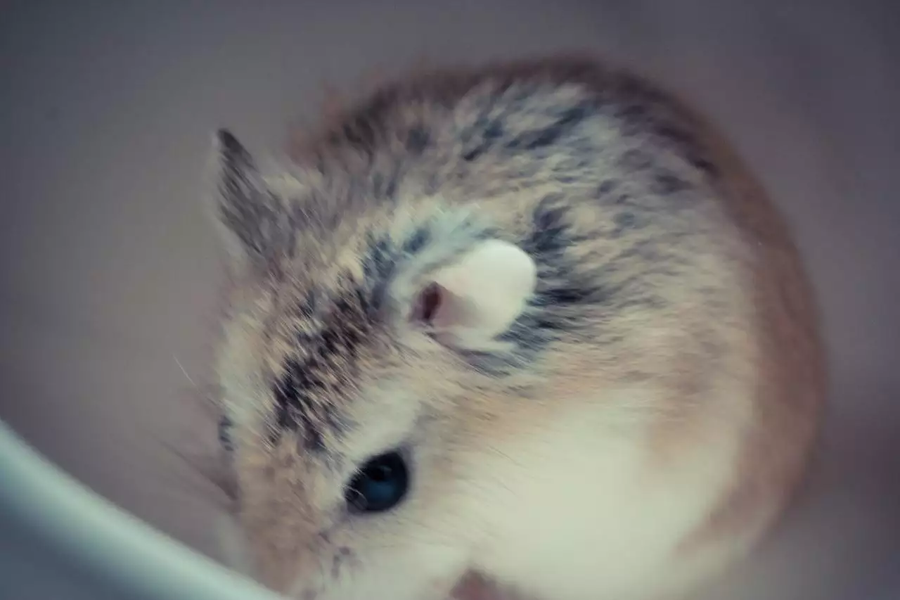 属马女最佳婚配属相 属马女为什么对婚姻没安全感