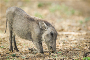 适合一个人的养殖业 一个人今年想回到农村搞养殖