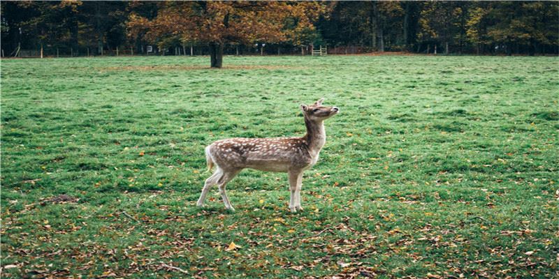 2020年农历7月,8月和9月生肖属蛇和生肖属马订婚吉日精选