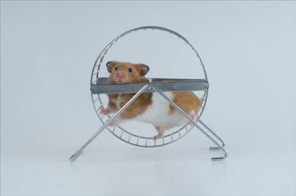 6男鼠97女牛婚配解析