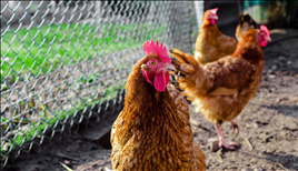 981年属鸡41岁大劫年