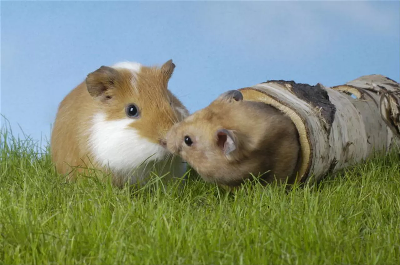 6男鼠97女牛婚配解析