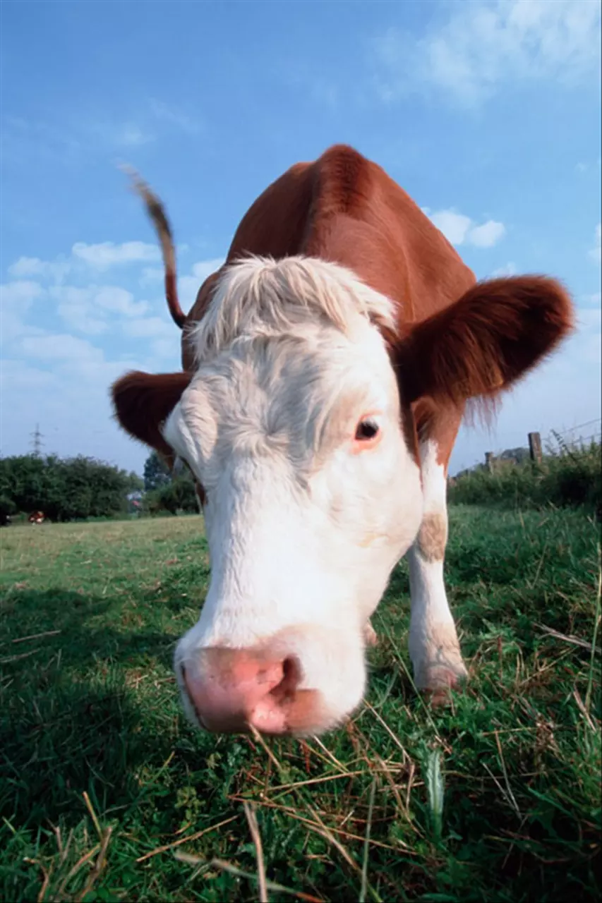 金牛男玩你最明显的表现 金牛座男很会骗女人