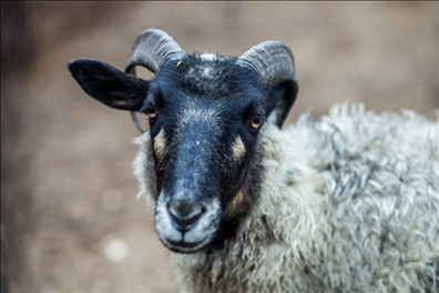 991年属羊女的正缘