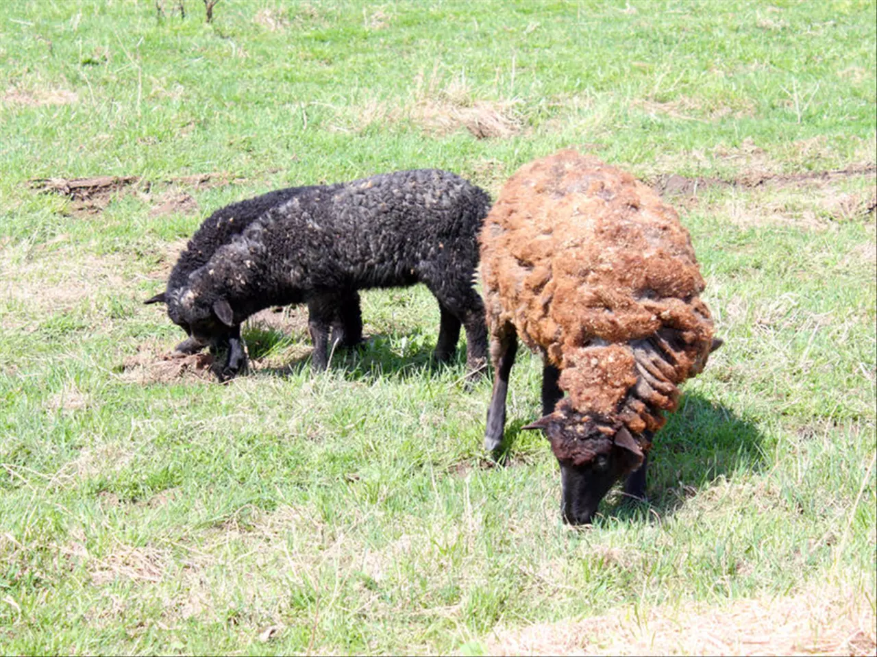 991年属羊女的正缘