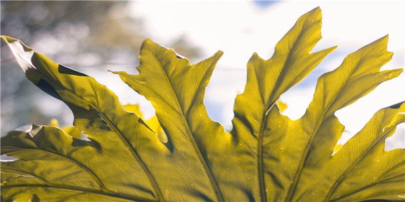 2020年农历闰四月搬家黄道吉日，宜入宅的日子