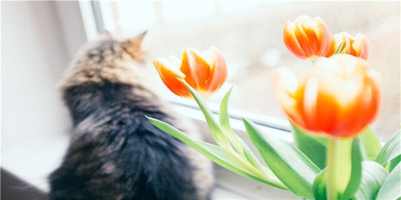 农历2019腊月十二小寒节气开业好吗，结合生辰八字择吉