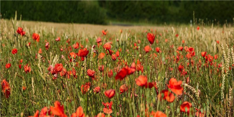 2021年5月21日是订婚好日子吗,四月初十是吉利日吗