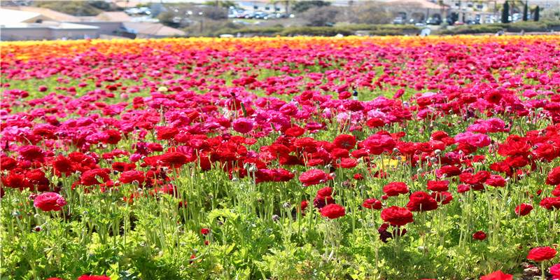 农历2019年除夕腊月三十搬家好吗，是入宅吉日吗