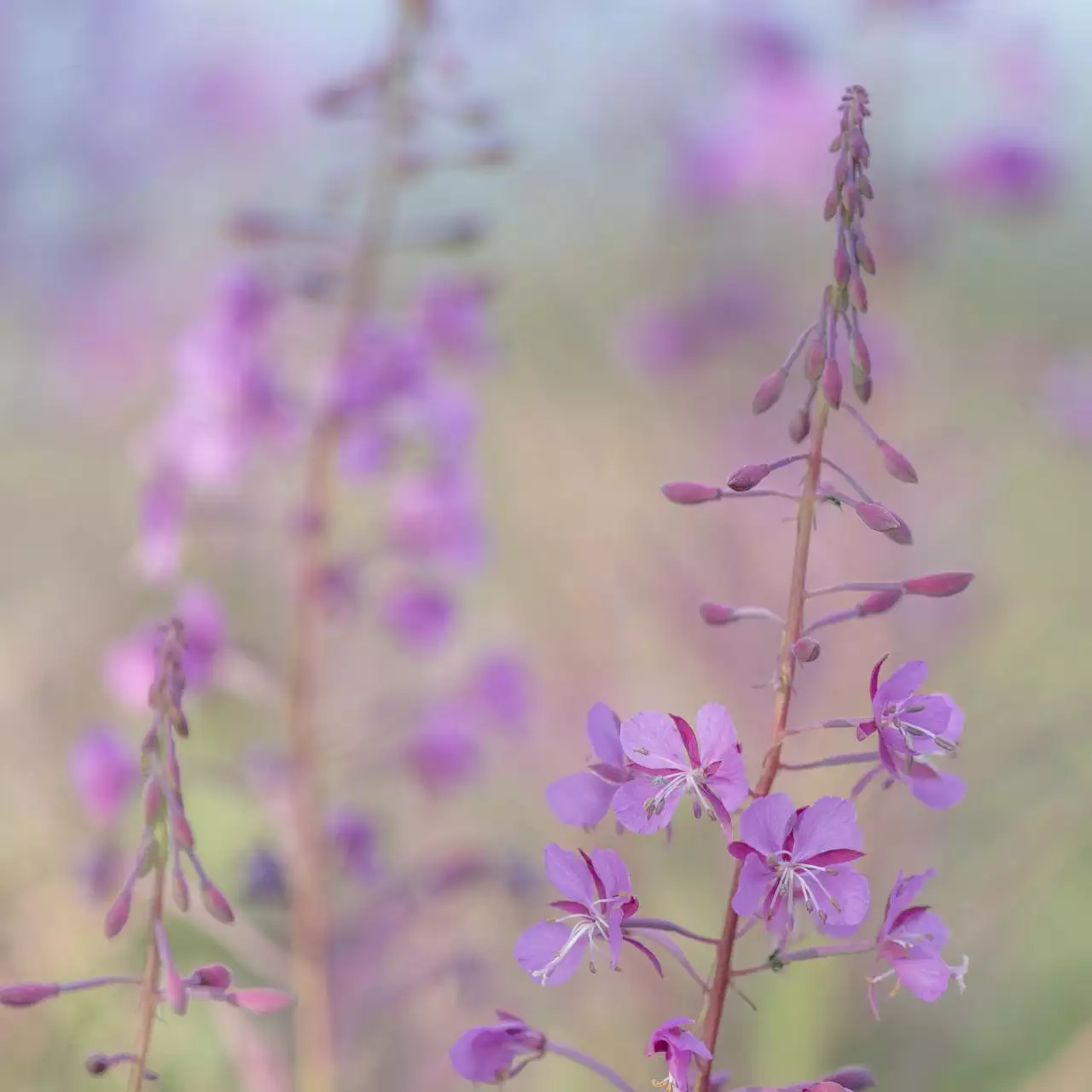 十大贵命命格真正的上等八字 十大贵命命格非富即贵