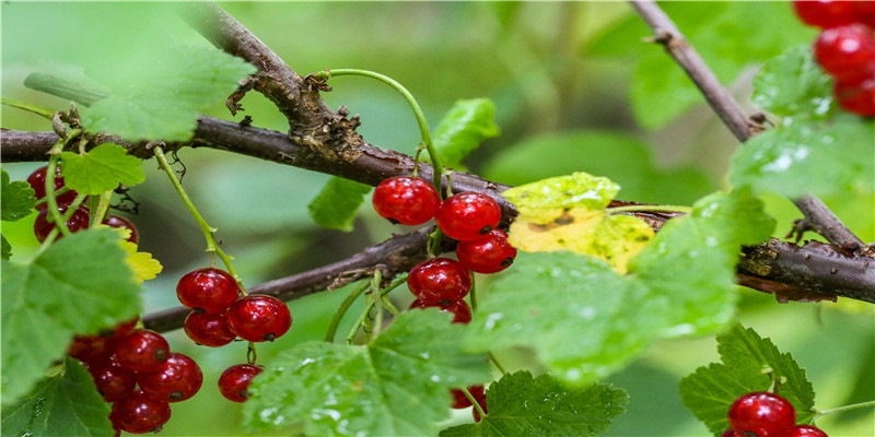 吉日查询:2021年4月12日 农历三月初一开工吉利吗