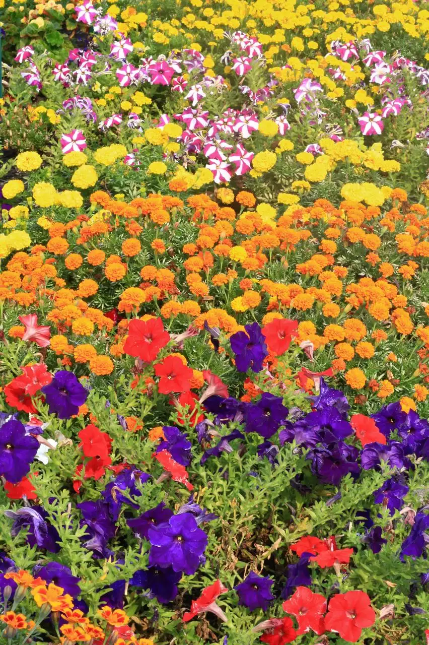 农历生辰八字免费算命 免费生辰八字算命