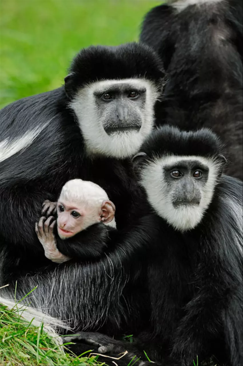 属猴男几月出生最旺 属猴人出生的最佳时辰