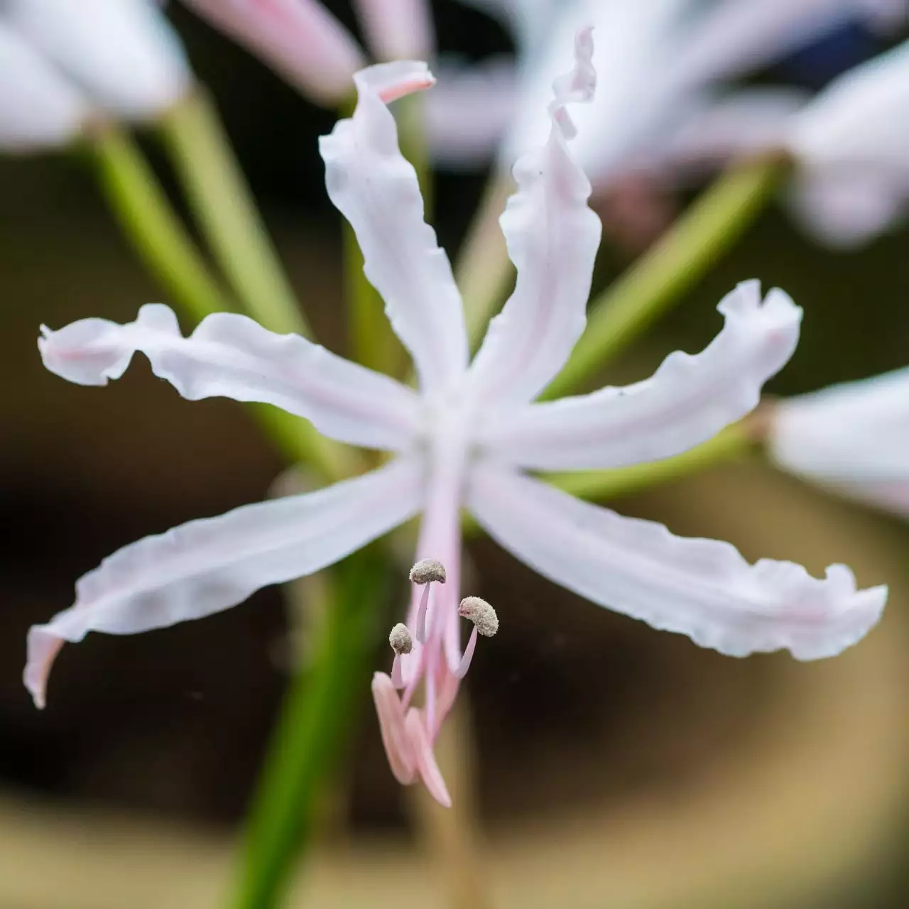 本兮删微博,还好我手快 本兮到底还在不在