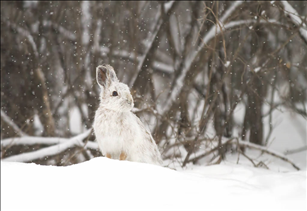 婚姻属相配对大全 很准 最准的12生肖配对表
