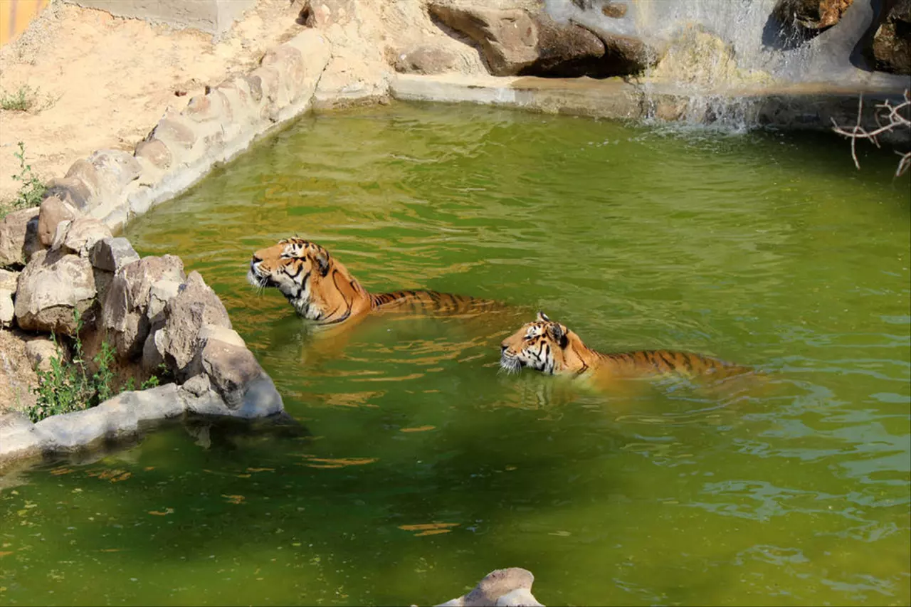 几月虎宝宝是富贵命 几月的虎最有福气