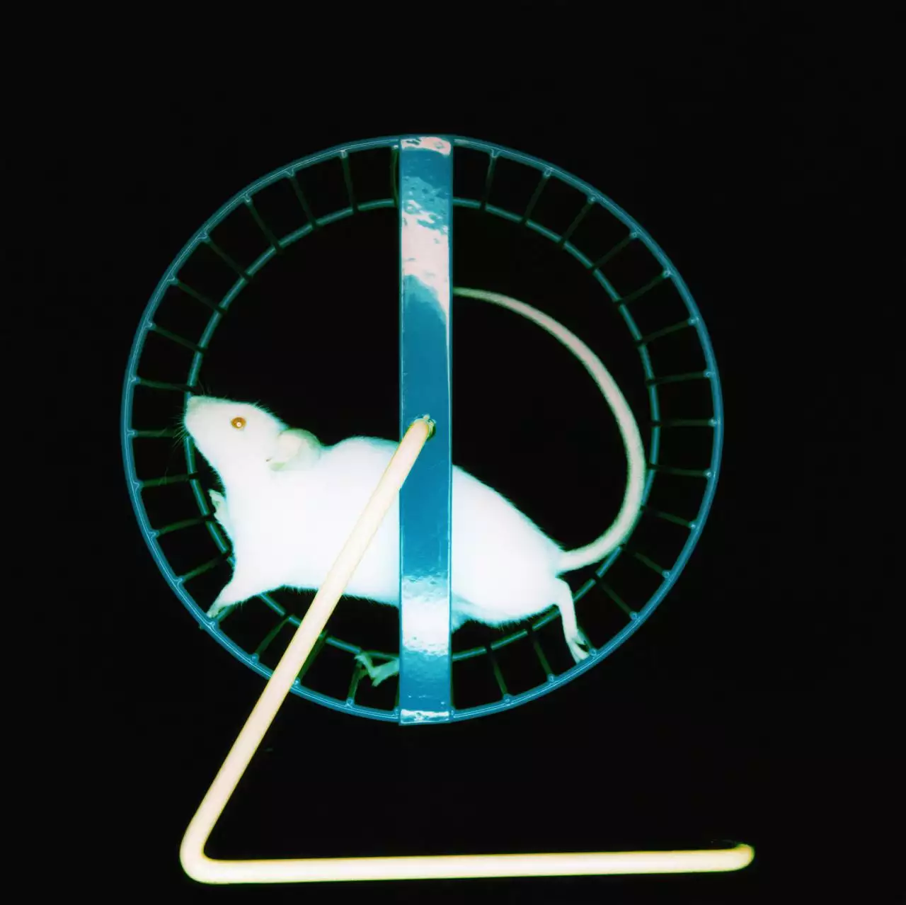 4年属鼠命里缺儿子