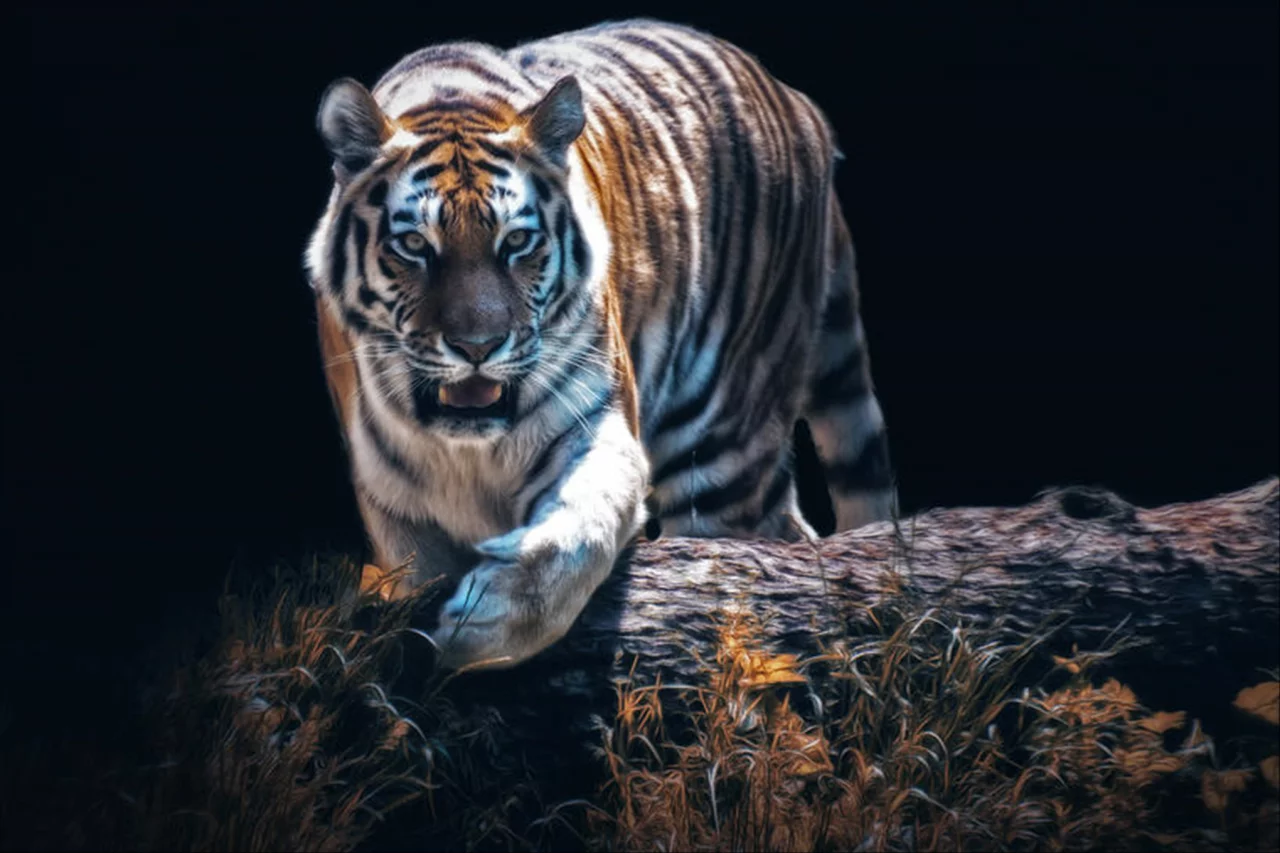 022年74属虎女一生劫数