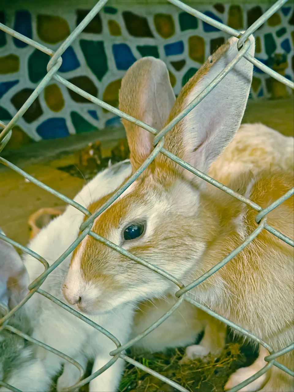 属虎和什么属相最配 女属虎的属相婚配表