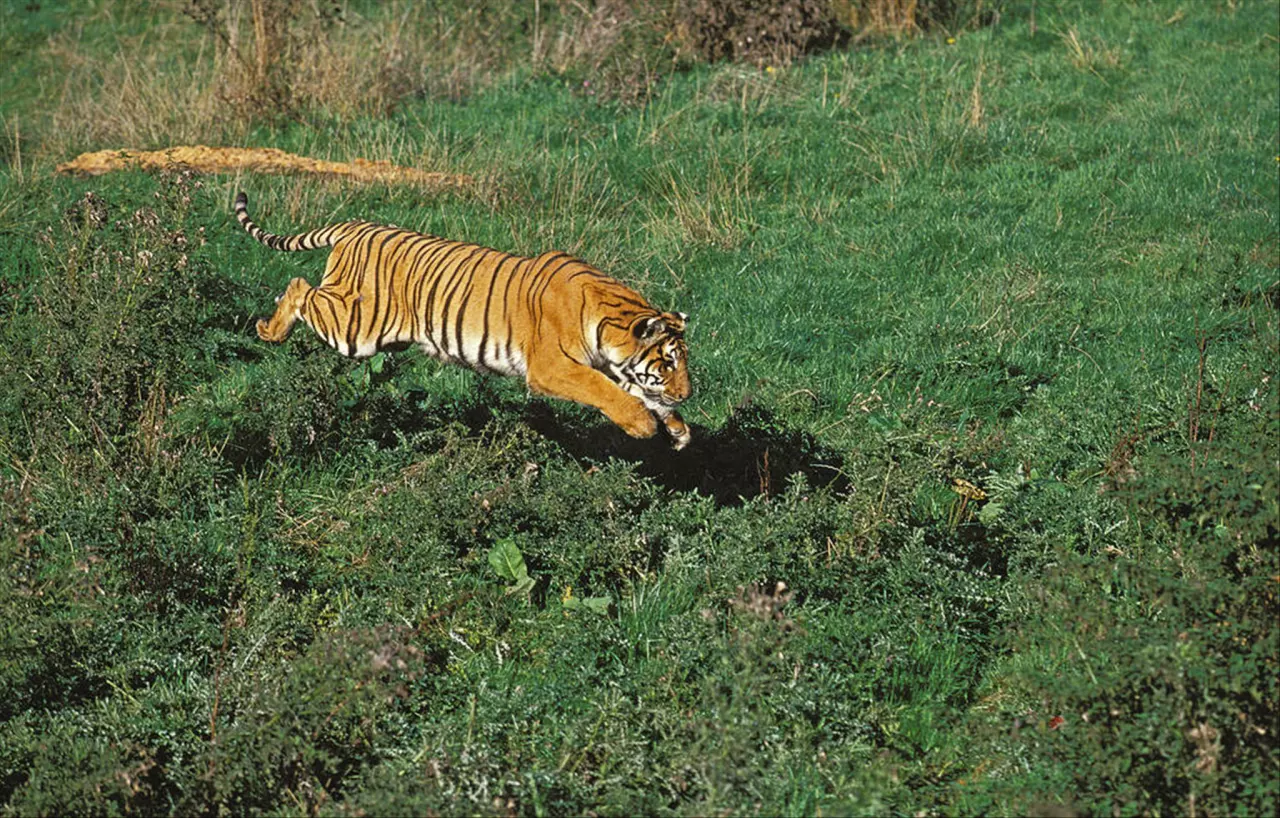 五帝钱适合什么生肖人 五帝钱最忌什么人