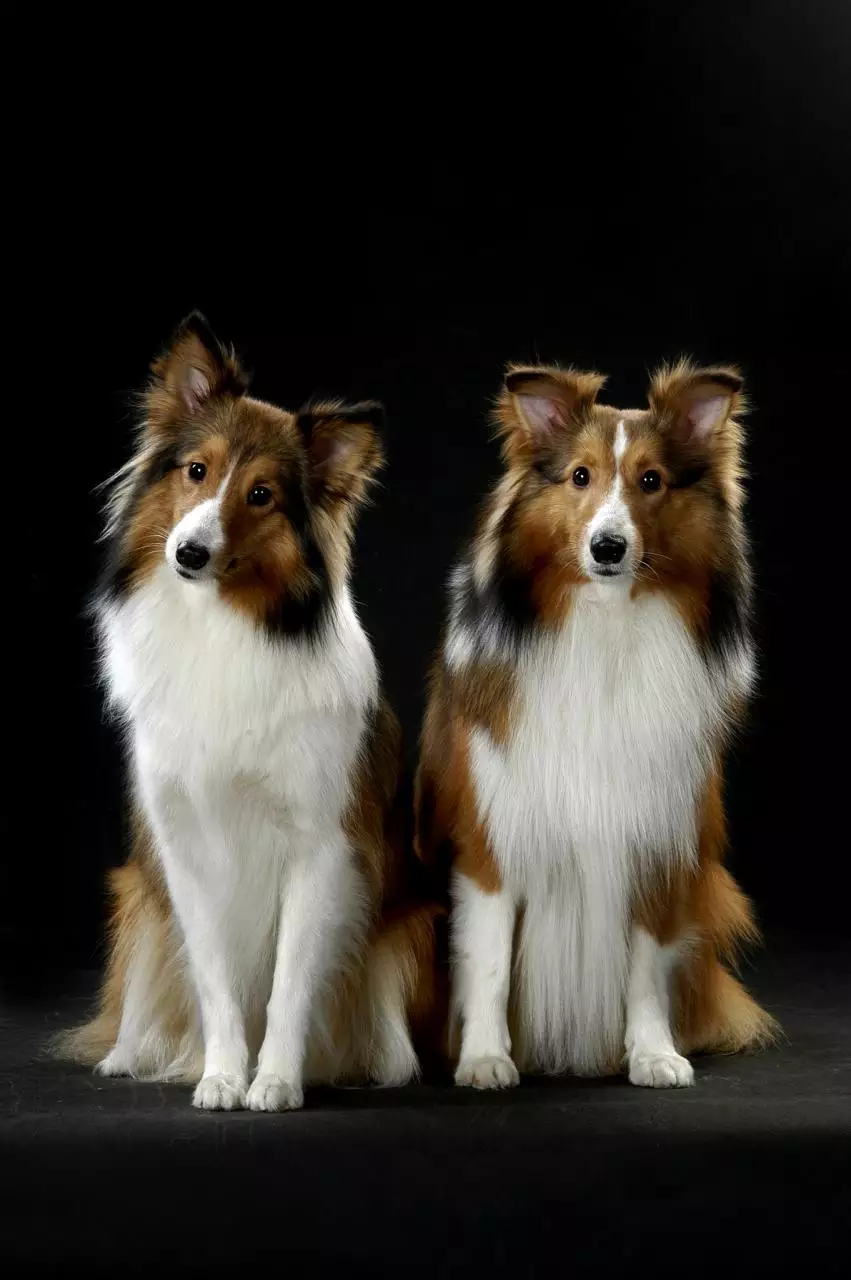 属狗的和什么属相合财 属狗的和什么属相相合