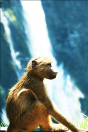 十二生肖婚配相生相克 十二生肖配对表