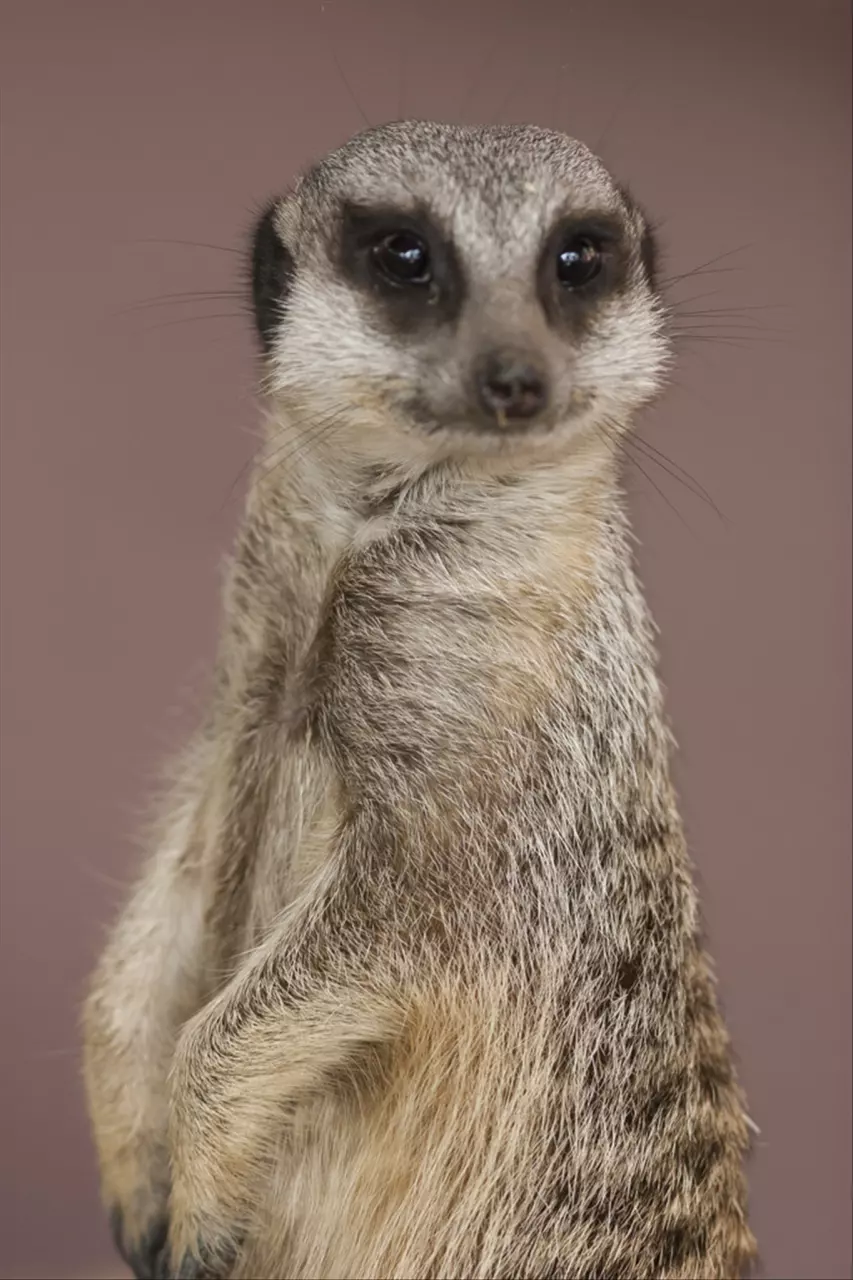 980年属猴2022年运势