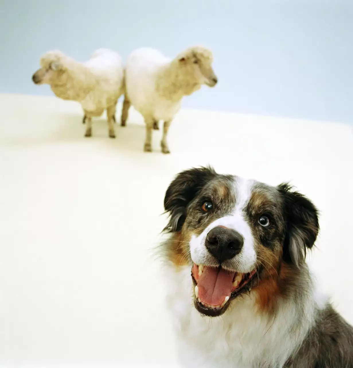 属羊人最近财运怎么样 生肖羊的今年的运气怎么样