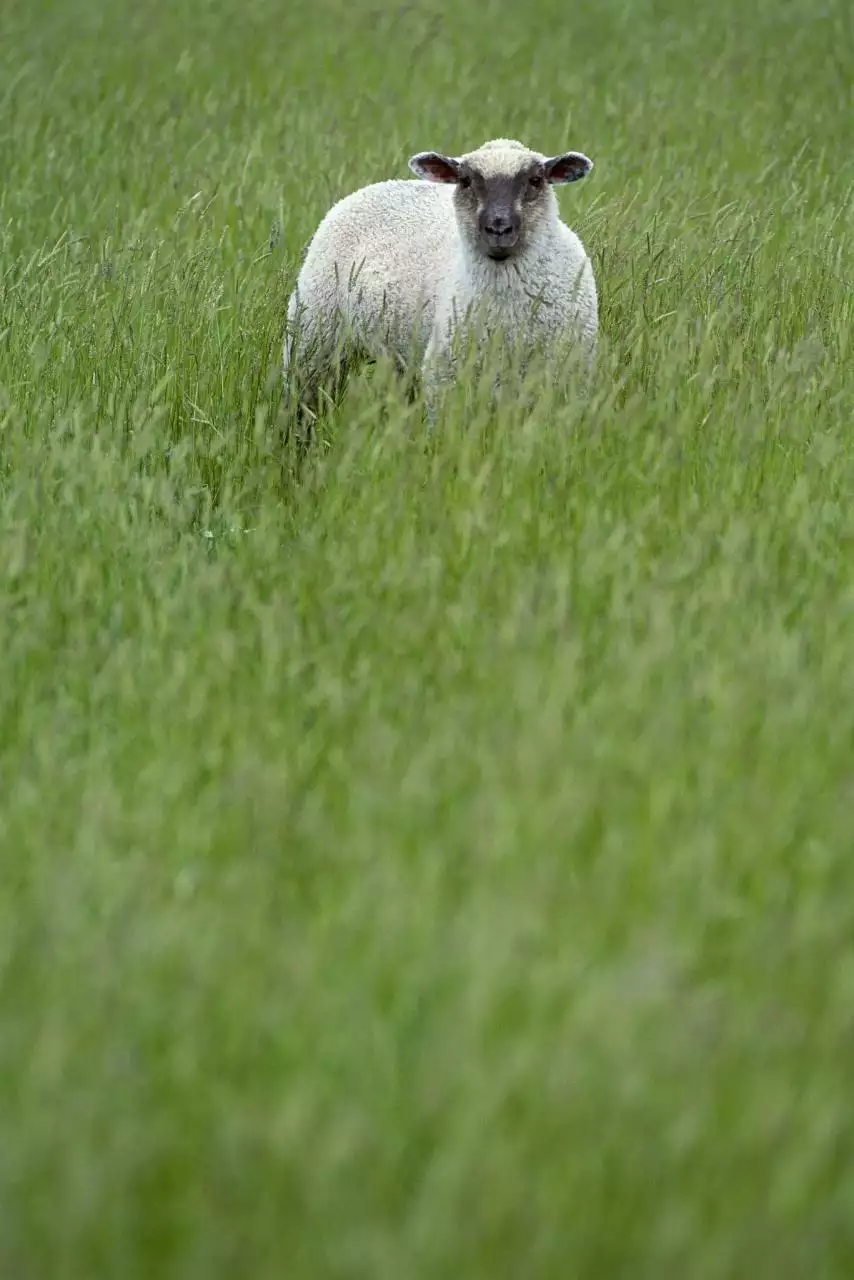属羊2022年运势及运程详解 属羊最命苦的时辰