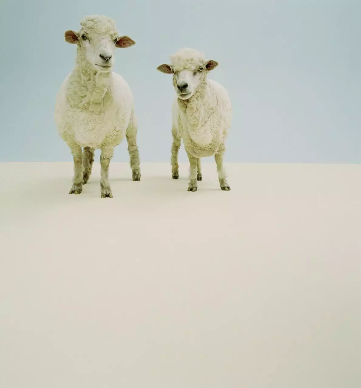 属羊2022年运势及运程详解 属羊最命苦的时辰