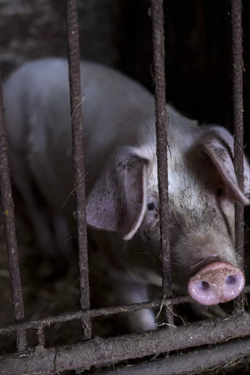 1年生肖猪50岁以后运势