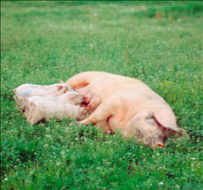 1年生肖猪50岁以后运势