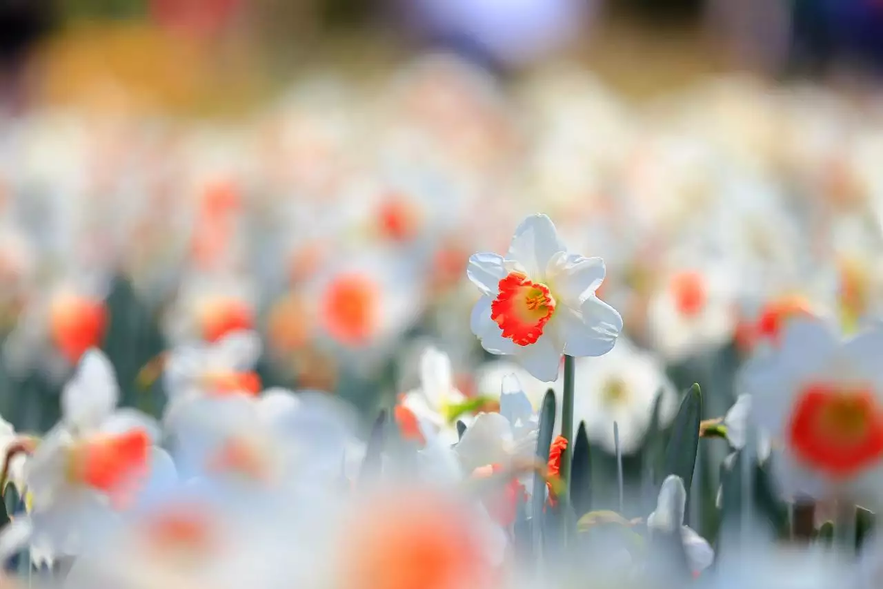 李居明对2022年的预测 属鼠人2022年财运运势