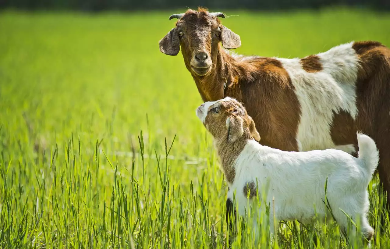 明天属羊的财运好不好 生肖羊喜接福接财