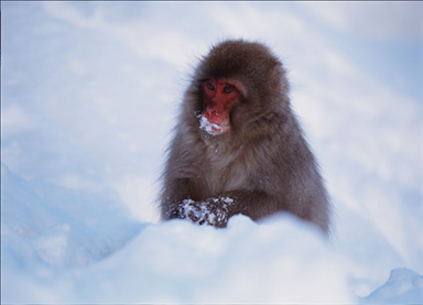 婚姻相克相冲相合表 夫妻属相相生相克表