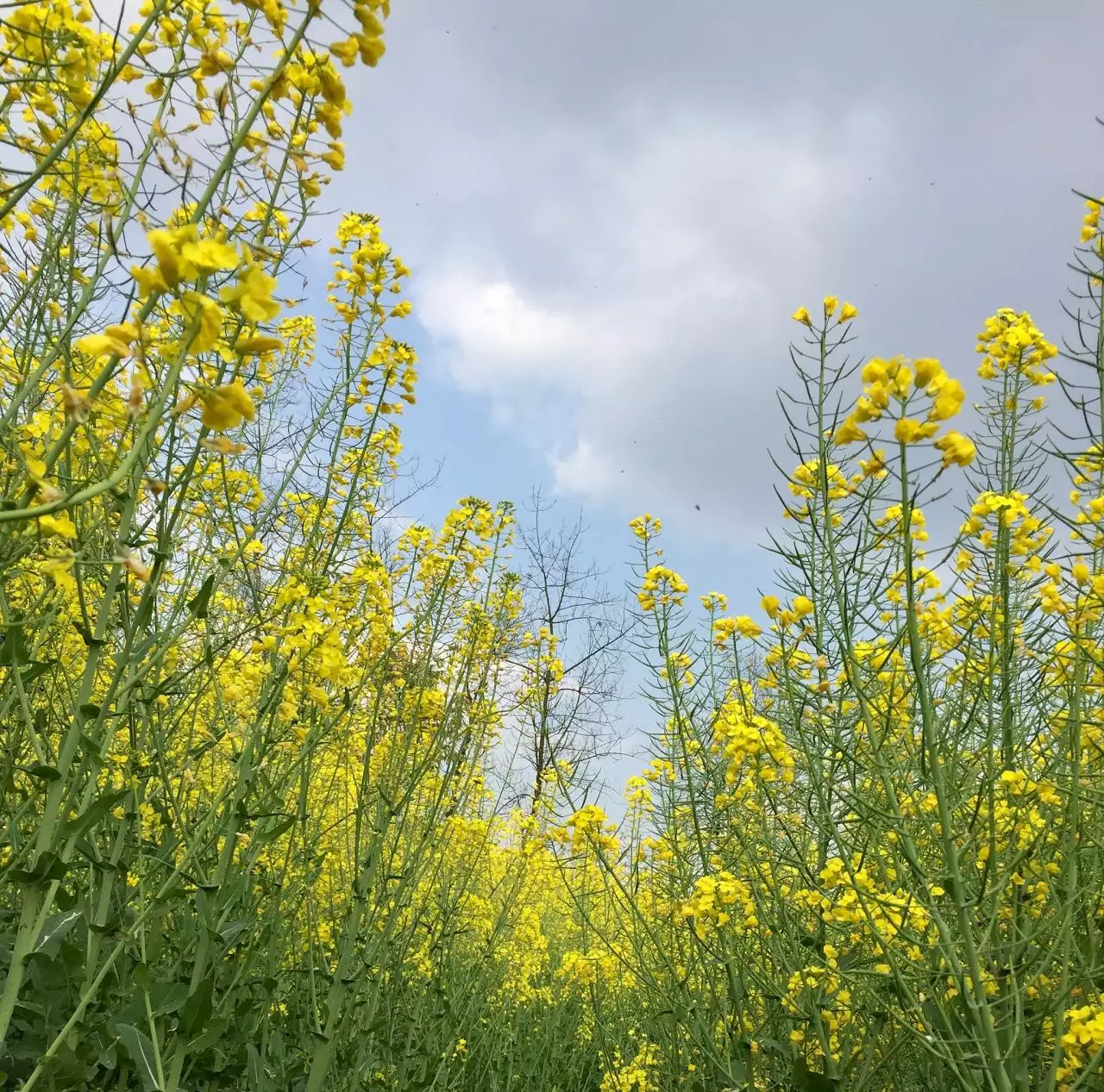 自强不息的名人故事简短50字 历史名人自强不息的故事