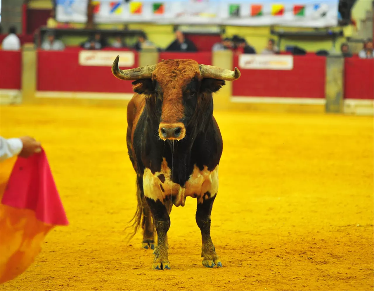 属鼠三合和三冲属相 父母与子女之间的属相搭配