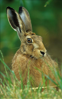 7年属兔有牢狱之灾