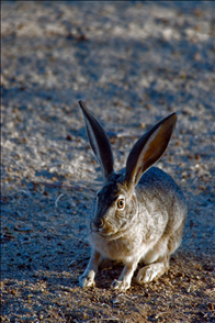属相相生相克一览表 夫妻十二生肖相克表