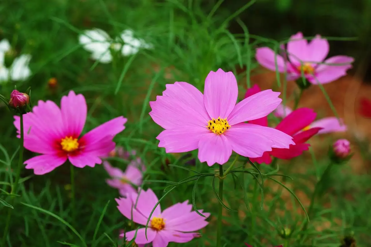 黄历今日运程每日运势 黄历今日运程每日运势