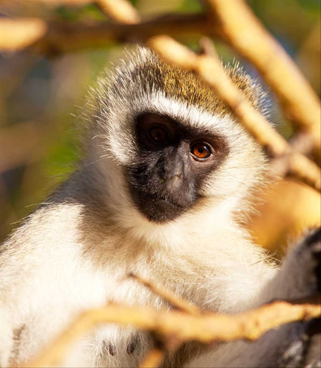 属猴人今日运程每日运势 今日偏财运最旺生肖