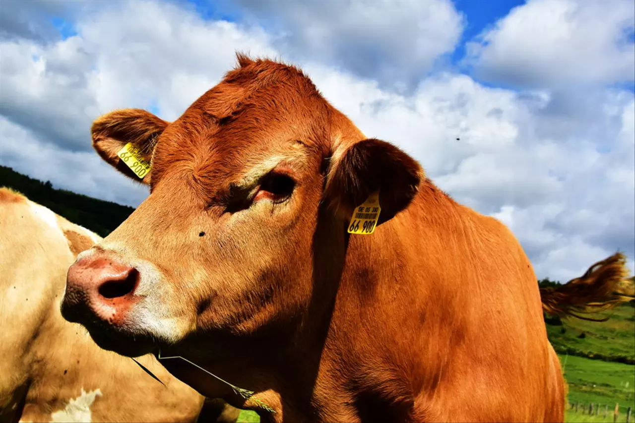 5年属牛一生三大劫难